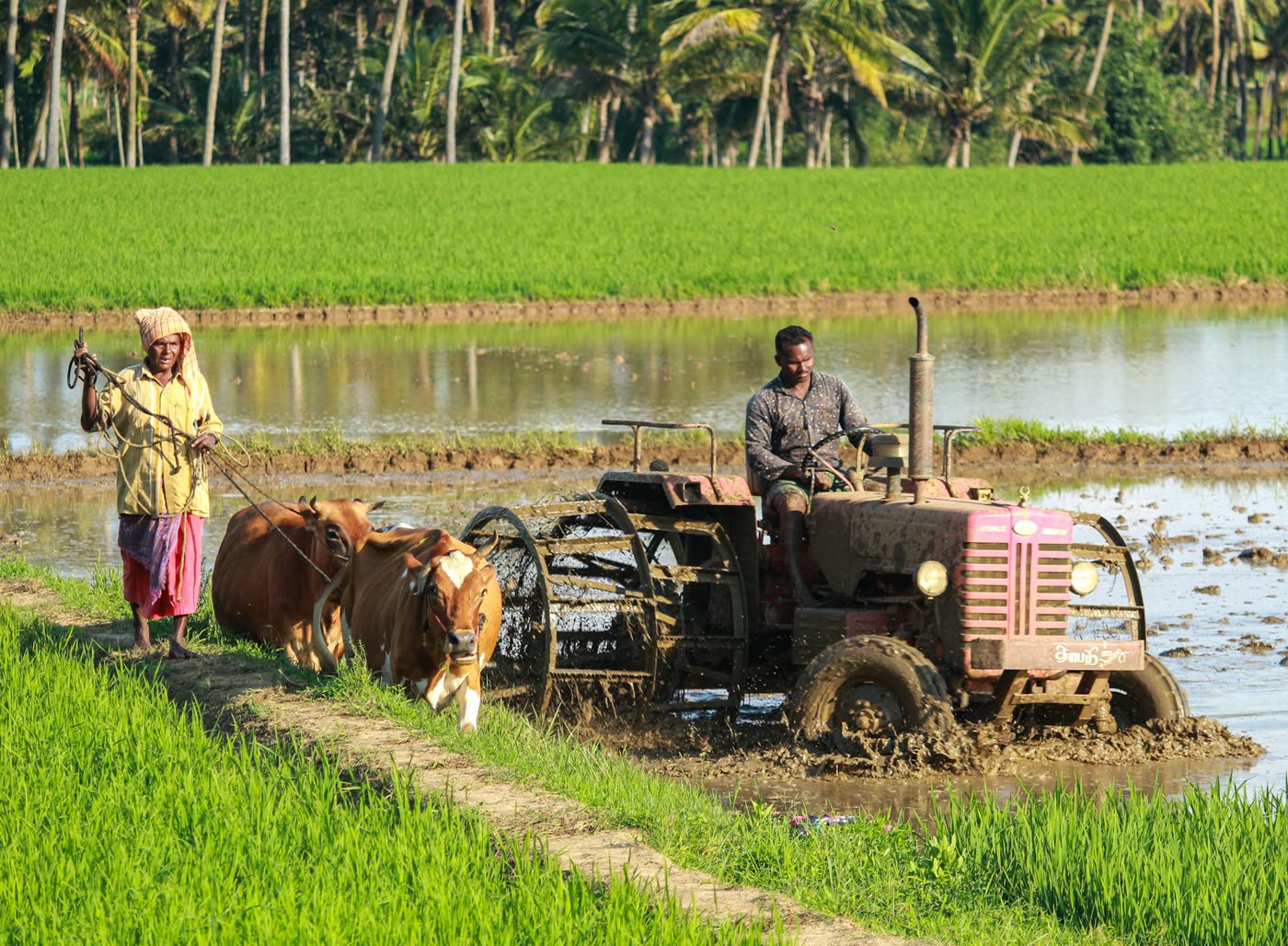 Agricultural estate at sunset
